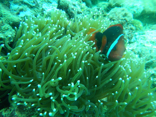 Amphiprion frenatus