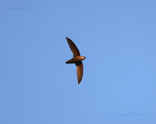 Chimney Swift observed by waystation1067