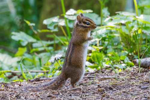 Townsend's Chipmunk observed by bradmoon