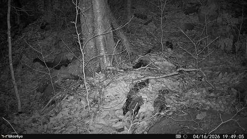 Fisher observed by bmwymer