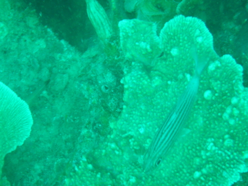 Cheilodipterus macrodon