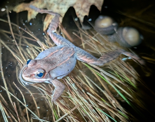 Wood Frog observed by aaron745