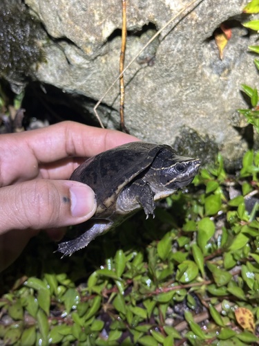 Eastern Musk Turtle observed by ston