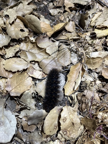 iNaturalist observation photo of Painted Tiger Moth