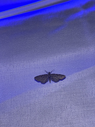 iNaturalist observation photo of Pug Moths