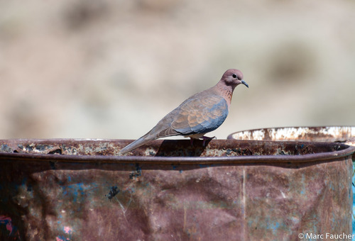 Laughing Dove