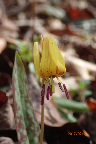 Erythronium umbilicatum ssp. umbilicatum