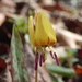 Dimpled Trout Lily - Photo (c) Rich Hull, all rights reserved, uploaded by Rich Hull