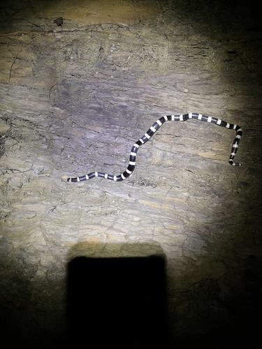 Eastern Bandy Bandy sighting