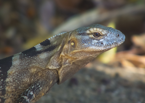 Cape Spiny-tailed Iguana