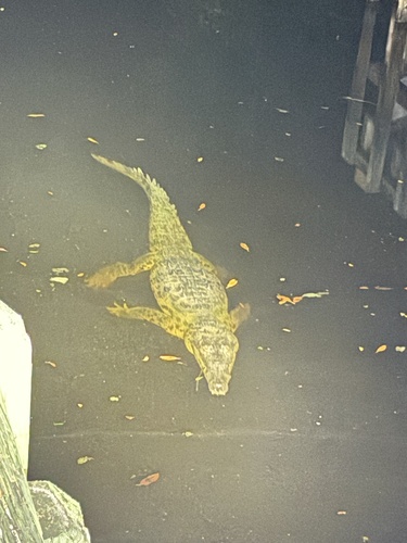 American Crocodile observed by kwalkeriv