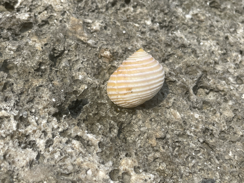 Nerita plicata