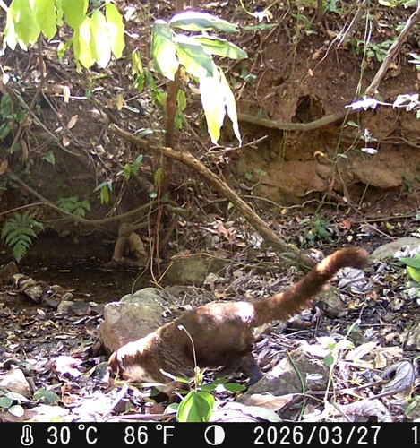 White-nosed Coati observed by pedro_morales
