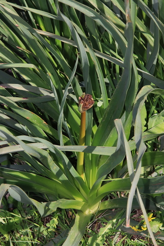 Branched Asphodel