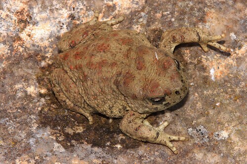 Mauritanian Toad