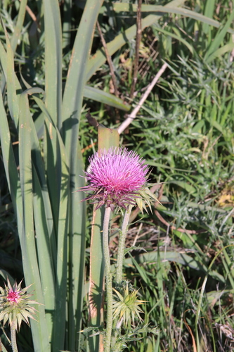 Giant Thistle