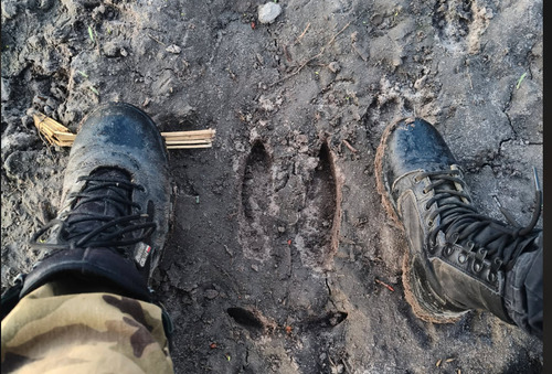 Łoś euroazjatycki observed by kadrastyczny_pl