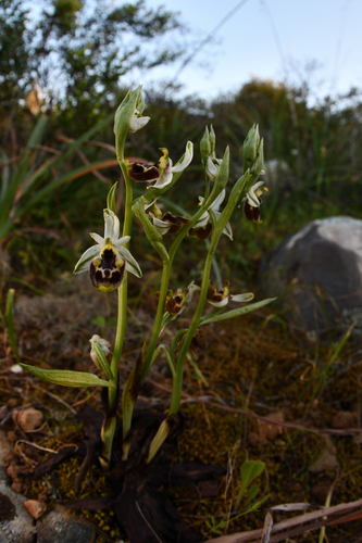 Ophrys fuciflora annae