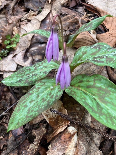 Asian fawnlily
