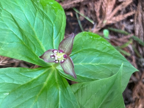 Trillium apetalon