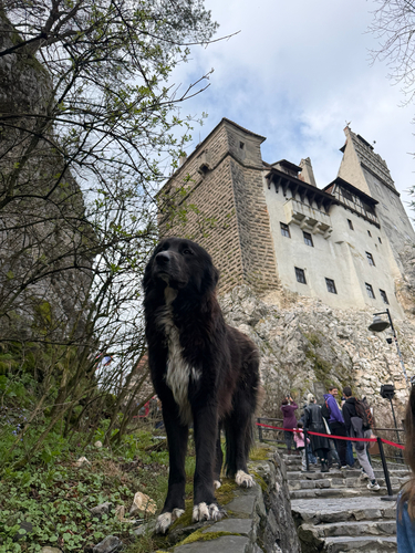 Domestic Dog observed by jacksutton