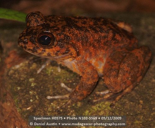 Grandidier's Madagascar Frog