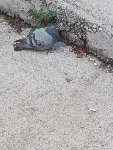 Feral Pigeon