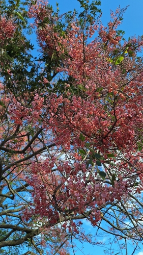 Pink Shower Tree