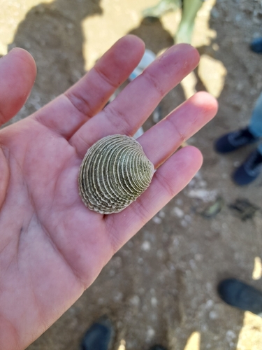 Venus verrucosa