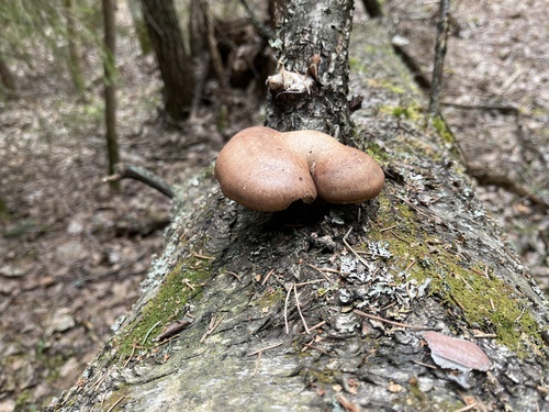 birch polypore