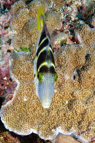 Mimic Filefish — seen at this dive site