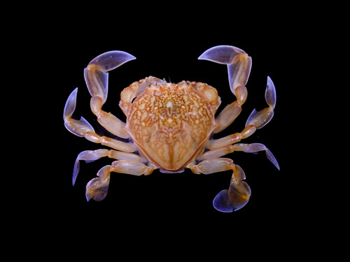 神様とやさい Genus Izanami · iNaturalist