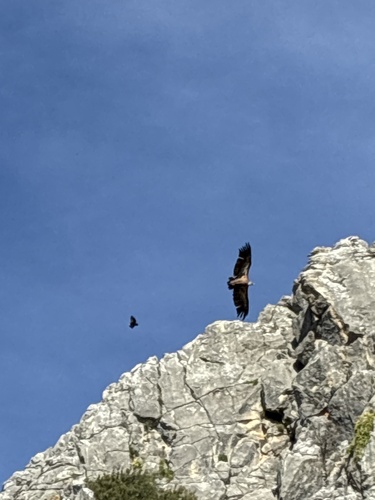 Avistamiento Buitre leonado