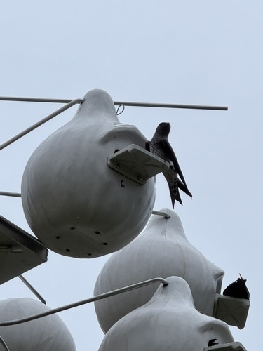 Purple Martin observed by mmnat