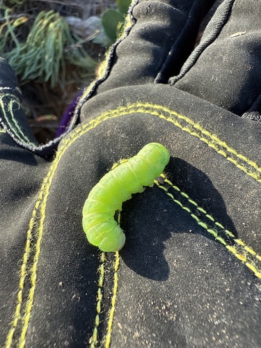 iNaturalist observation photo of Cutworm Moths and Allies
