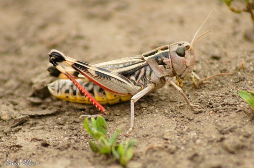 Large Banded Grasshopper
