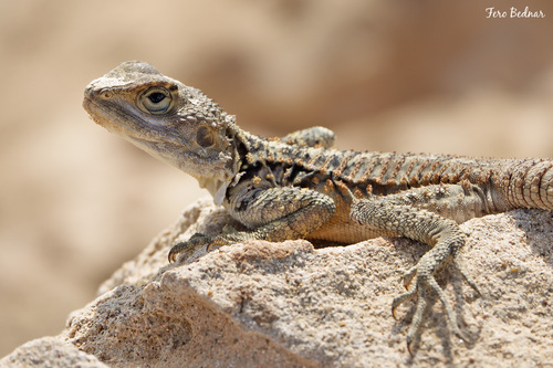 Laudakia cypriaca