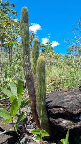 Pilosocereus vilaboensis pluricostatus