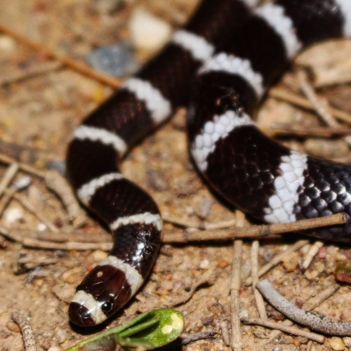 Eastern Bandy Bandy sighting