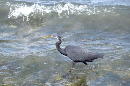 Western Reef Heron