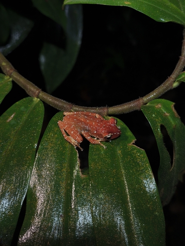 Cryptic Painted Frog