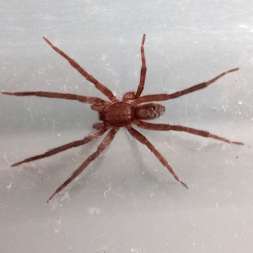 Asthenoctenus borellii