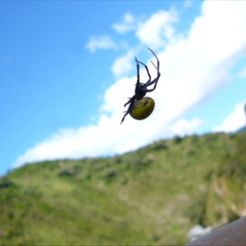 Araneus lathyrinus
