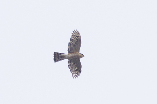 Sharp-shinned Hawk observed by kevin_snair