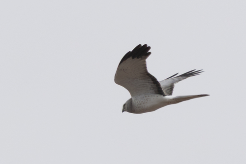 Northern Harrier observed by kevin_snair