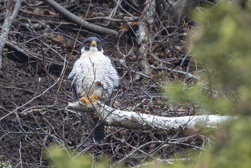 Peregrine Falcon observed by kevin_snair