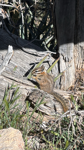 Cliff Chipmunk observed by habykeem