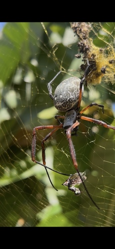 Trichonephila sexpunctata