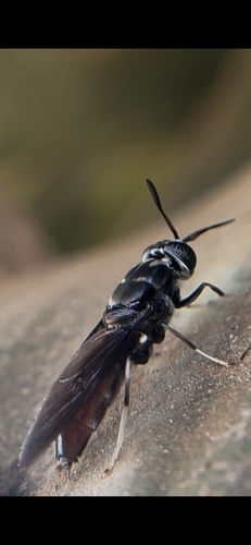 Black Soldier Fly