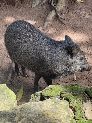 Collared Peccary